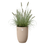 sereh hoch 30cm kühler Ton